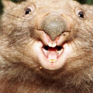 Squeak/Wombat