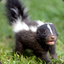 curt skunk
