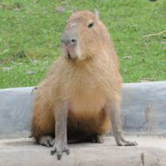 КАПИБАРА - steam id 76561198816002119