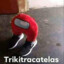 Trikitracatelas