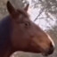 confused horse