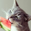 GATO PELAO
