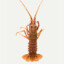 Langouste