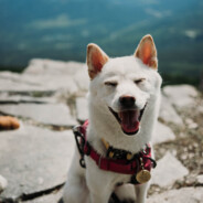 zMihc - steam id 76561197998323782