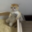 ronkz-