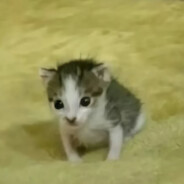 土豆味186纯情男大