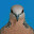 ☜ MACAU ♤ Spotted Dove ☞