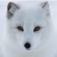Snowfox26
