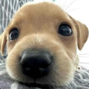 赠君茉莉，愿君莫离