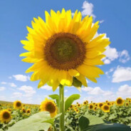 影子也是会说谎的