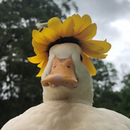 Goose_Wearing_A_Hat