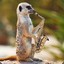 StomaticMeerkat