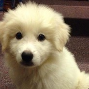 Metodija69 (gazdata)