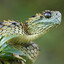 snakes.com