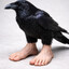 a raven with size twelves