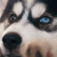 HeFeedDog