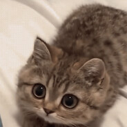 我吃素威斯克请草饲我