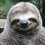 Sad Sloth