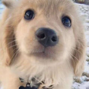 小狗也会做噩梦