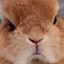 pissed off bunny