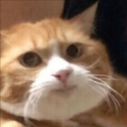 大笨猫（已接种 绿码）