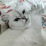 一包旺仔小馒头（C,H