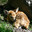 Fawn