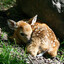 Fawn