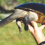 Turtle Neck