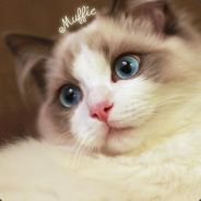 我只是声音有点娘