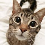 анусодробильщик