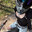 Shiba