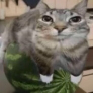 狂笑的蛇将写散文1