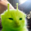 KUKUT