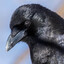 Dusty_Crow_