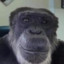 MONKE 1337