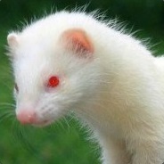 Furious Ferret