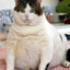 Fat Cat's avatar