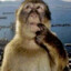 monkey