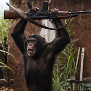 ape