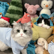 什么心碎老油条