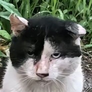 圆头耄耋[秽土转生]