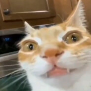 Manguel