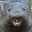 WombatPellets