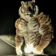 Mr.Tiger69