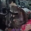 Meth Raccoon