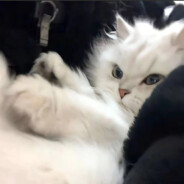 不想上楼喝杯水吗