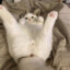 absolute Yupi