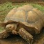 BullFrog