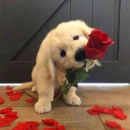 拆蛋专家芙蓉王